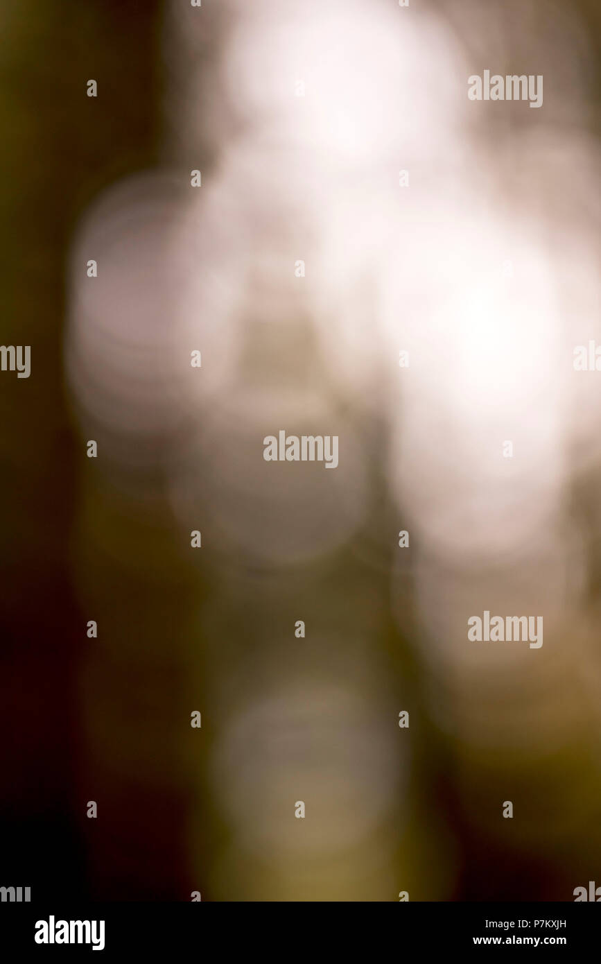 Colpo sperimentali con sfocatura intenzionale e bokeh, macchie di luce in una foresta tra lussureggianti alberi, Foto Stock