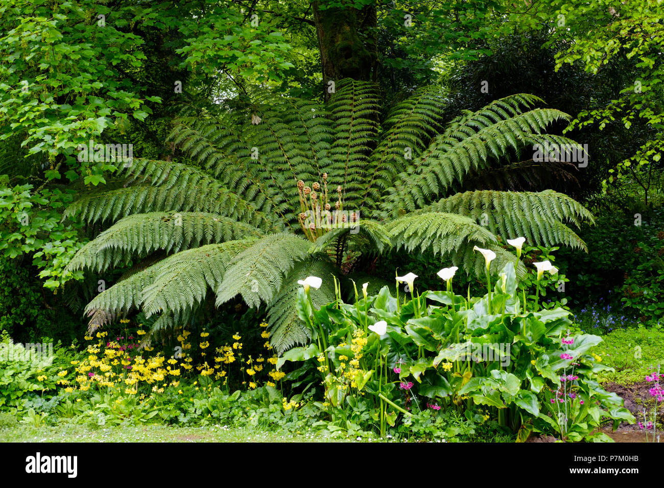 Felce gigante, Trengwainton giardino, vicino a Penzance, Cornwall, England, Regno Unito Foto Stock