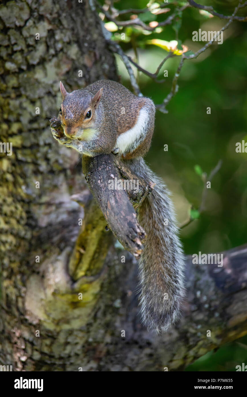 Un gray squirrel fissa su un albero di mele arto, stringendo una filiale per la stabilità. Foto Stock