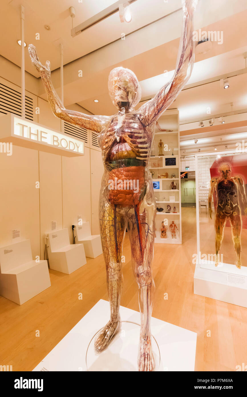 Inghilterra, Londra, la Wellcome Collection, trasparente modello del corpo umano Foto Stock