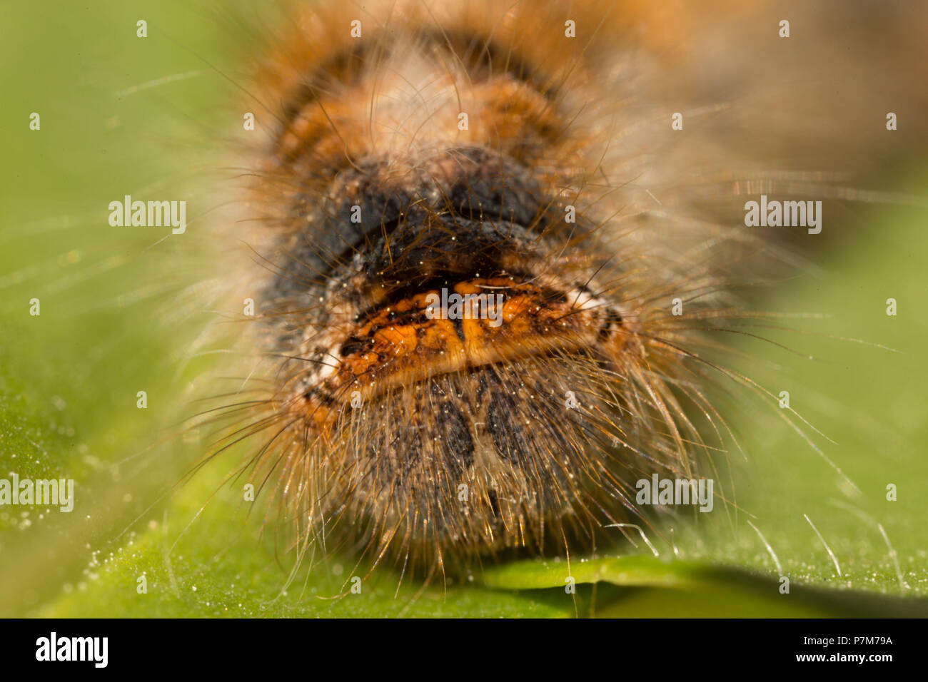 Close-up di Caterpillar, Lasiocampa quercus Foto Stock