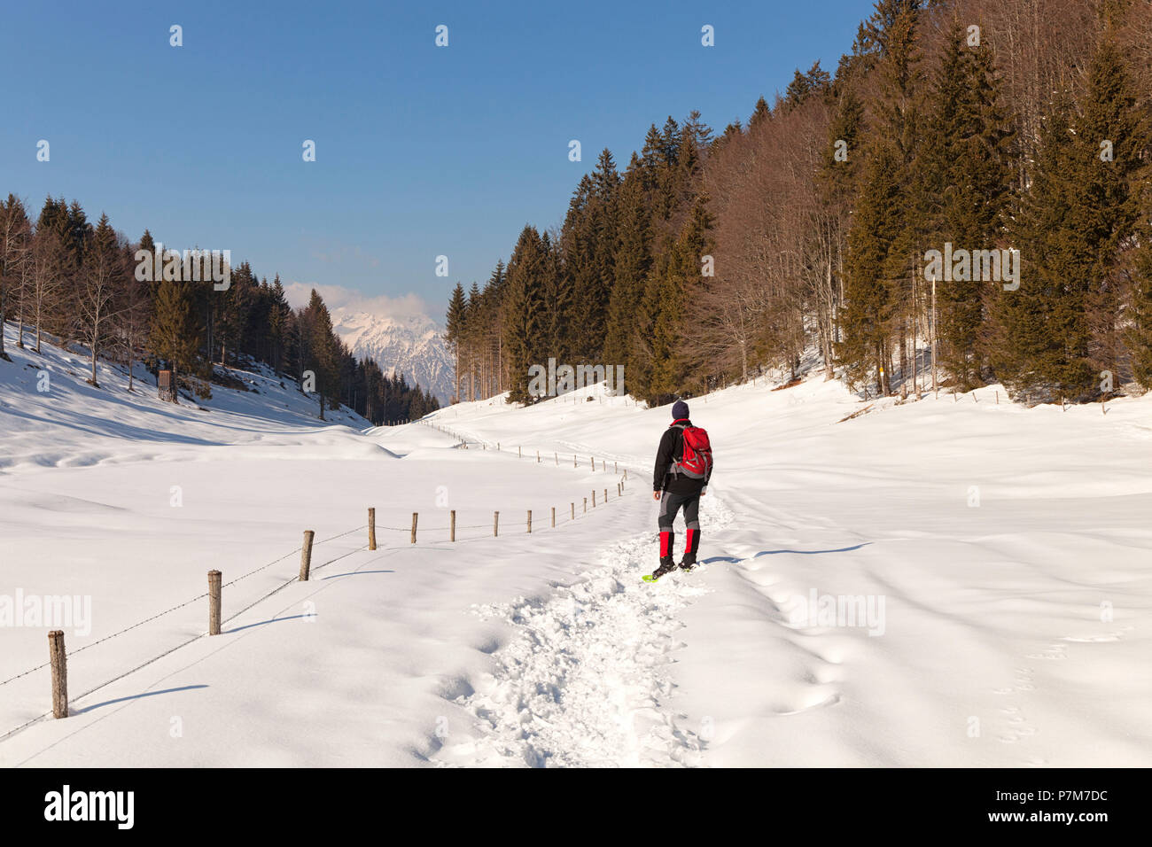 Un escursionista in Valle Faldina Teverone con montaggio su sfondo, Cansiglio foresta, Prealpi Bellunesi, Farra d'Alpago, provincia di Belluno, Veneto, Italia Foto Stock