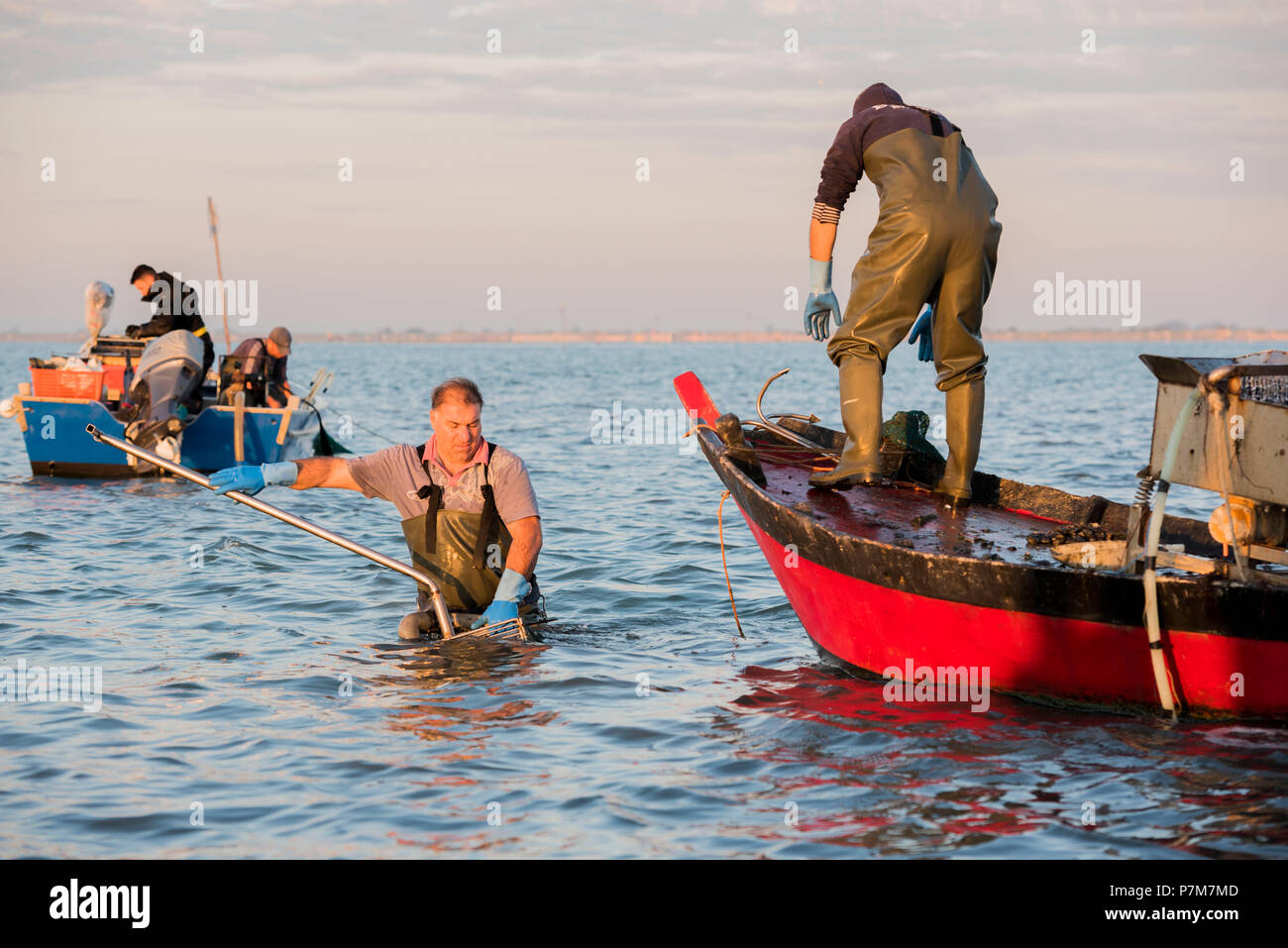 Sacca di Scardovari, Porto Tolle, provincia di Rovigo, Delta del Po Veneto, Italia, Europa Foto Stock
