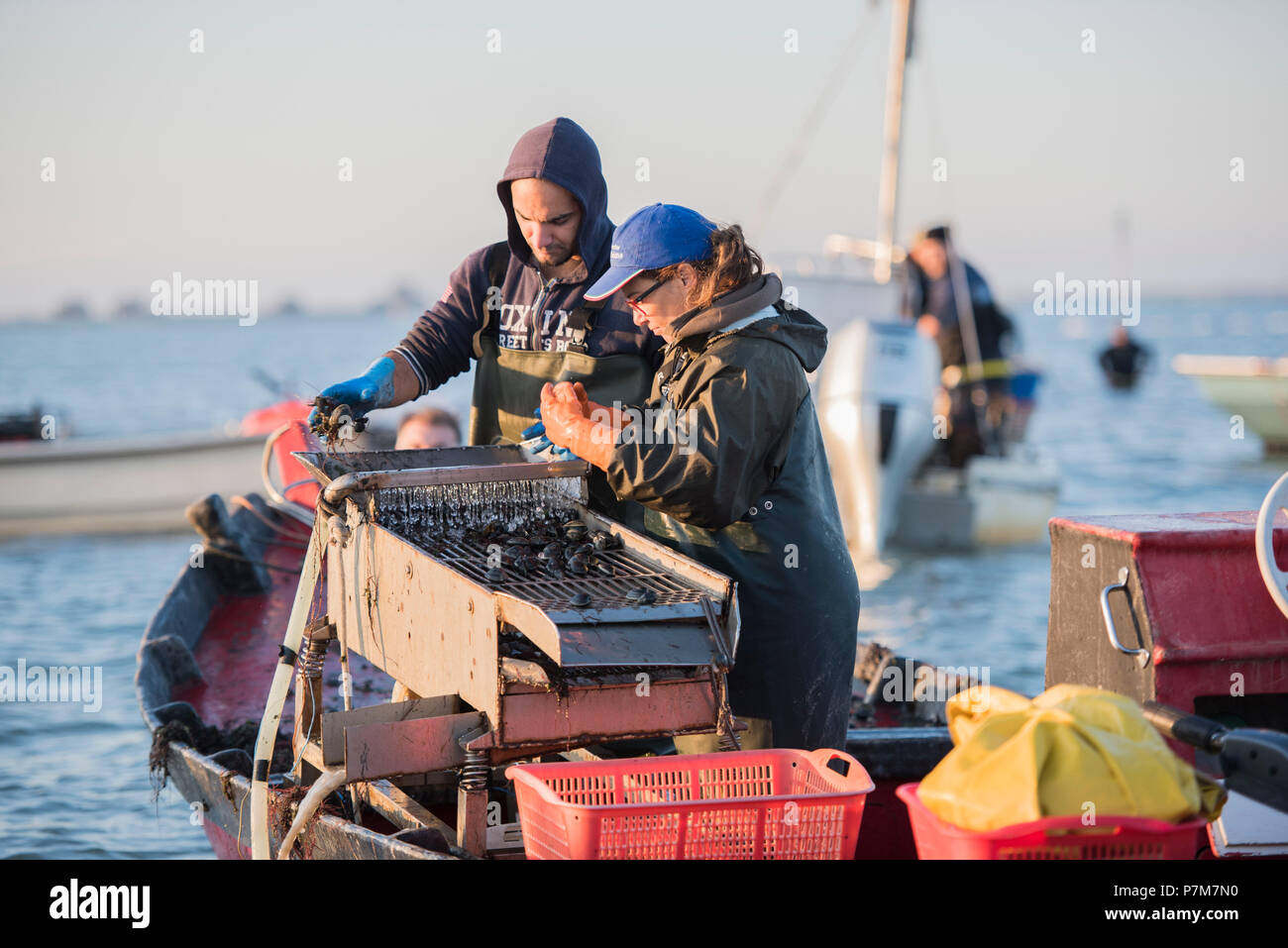 Sacca di Scardovari, Porto Tolle, provincia di Rovigo, Delta del Po Veneto, Italia, Europa Foto Stock