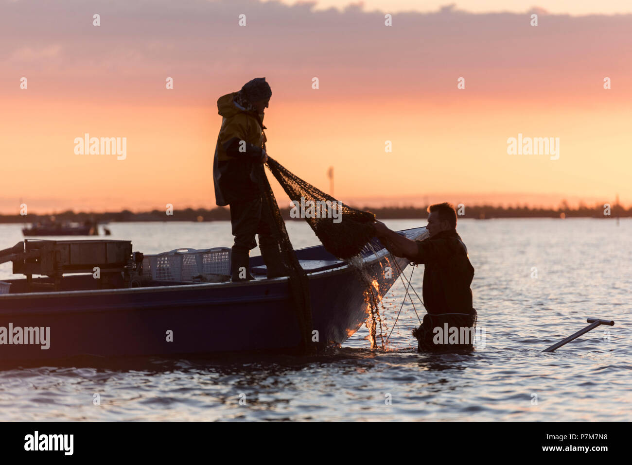Sacca di Scardovari, Porto Tolle, provincia di Rovigo, Delta del Po Veneto, Italia, Europa Foto Stock