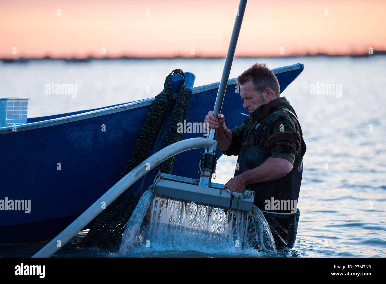 Sacca di Scardovari, Porto Tolle, provincia di Rovigo, Delta del Po Veneto, Italia, Europa Foto Stock