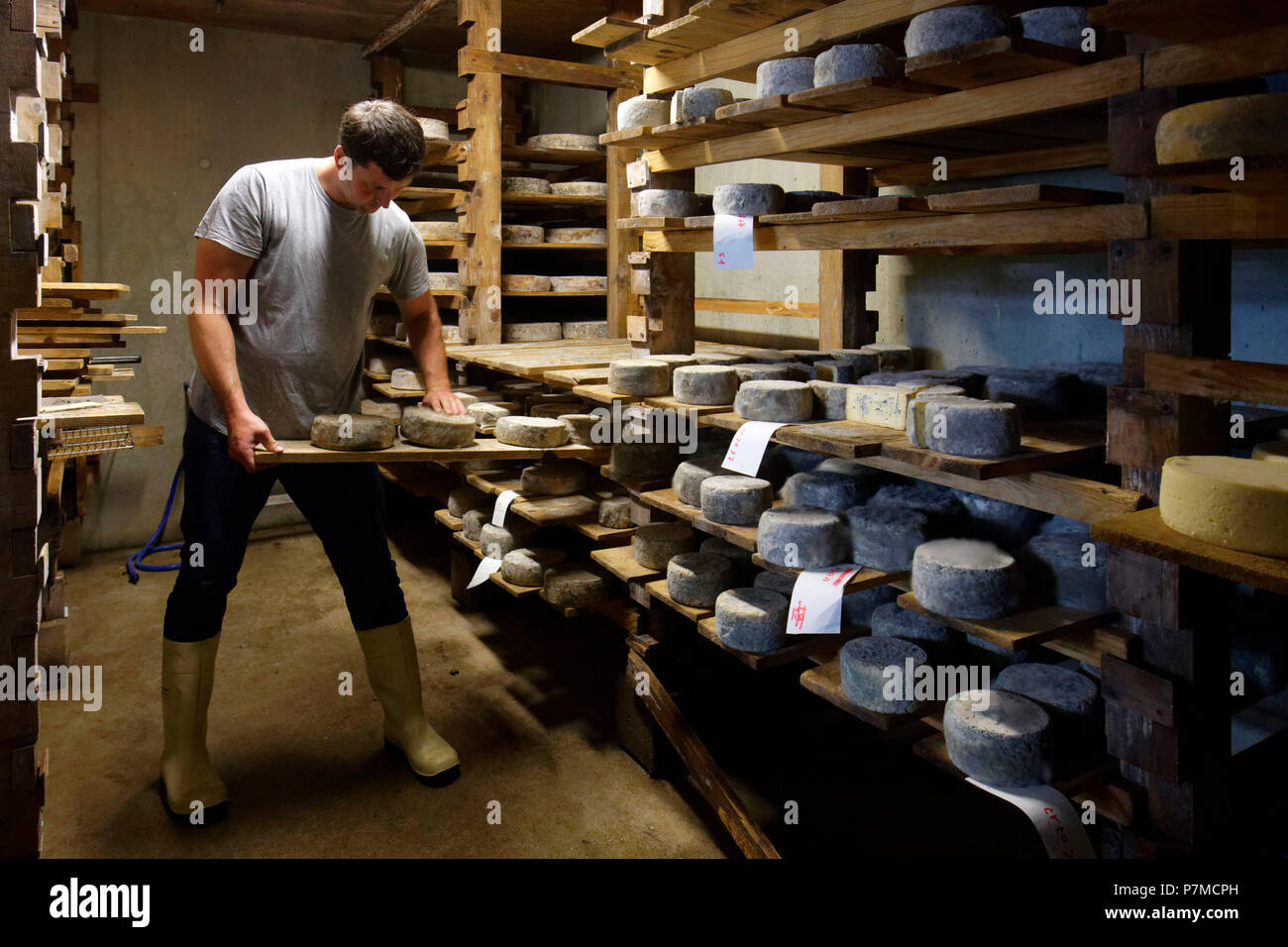 Francia, Haute Savoie, Cordon, l'Aberieux farm, fabbricazione di Savoie formaggio tomme IGP, Albert Bottolier agricoltore, affinamento in cantina Foto Stock