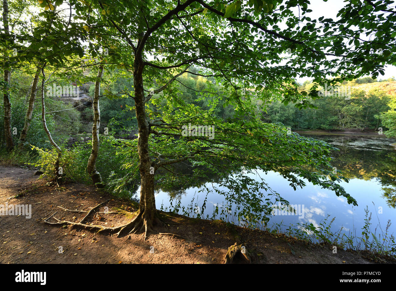 Francia, Morbihan, Broceliande foresta, Trehorenteuc, il Mare aux tasse (LA FATA Pond) della Val sans Retour (Valle di Non Ritorno) è una terra incantata in cui la potente maga Morgan imprigionato il suo strumpet amanti Foto Stock