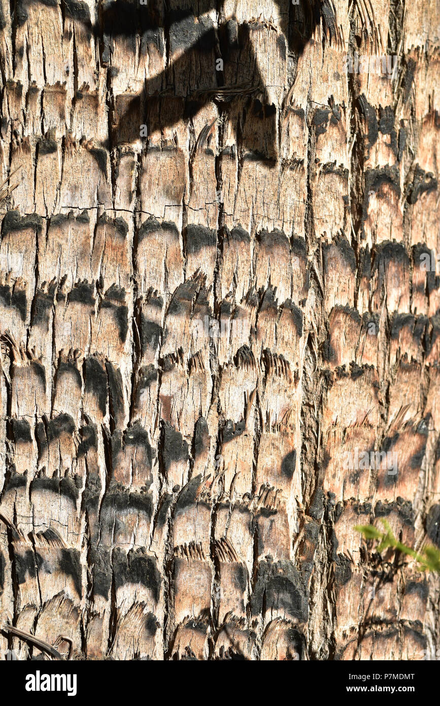 Close up dettaglio tropical Palm tree trunk texture di corteccia di pattern Foto Stock