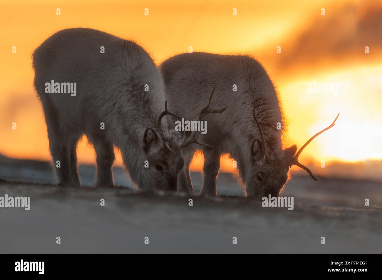 Renna delle Svalbard, Rangifer tarandus platyrhynchus, in Spitsbergen, Svalbard, Norvegia Foto Stock