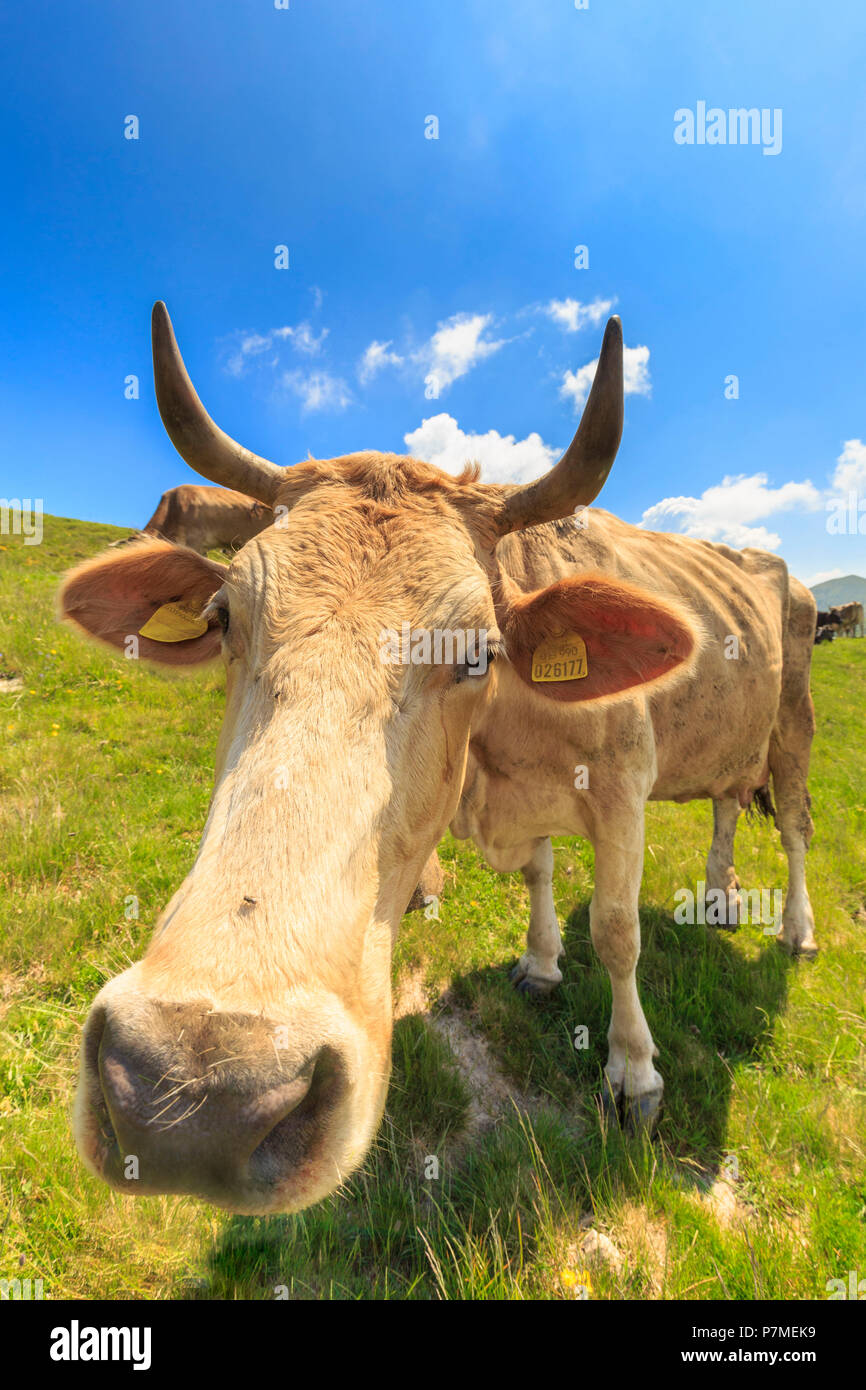 Lambisce mucche al pascolo. Alpe Colonno Pigra, Val d'Intelvi, Lago di Como, Lombardia, Italia, Europa Foto Stock