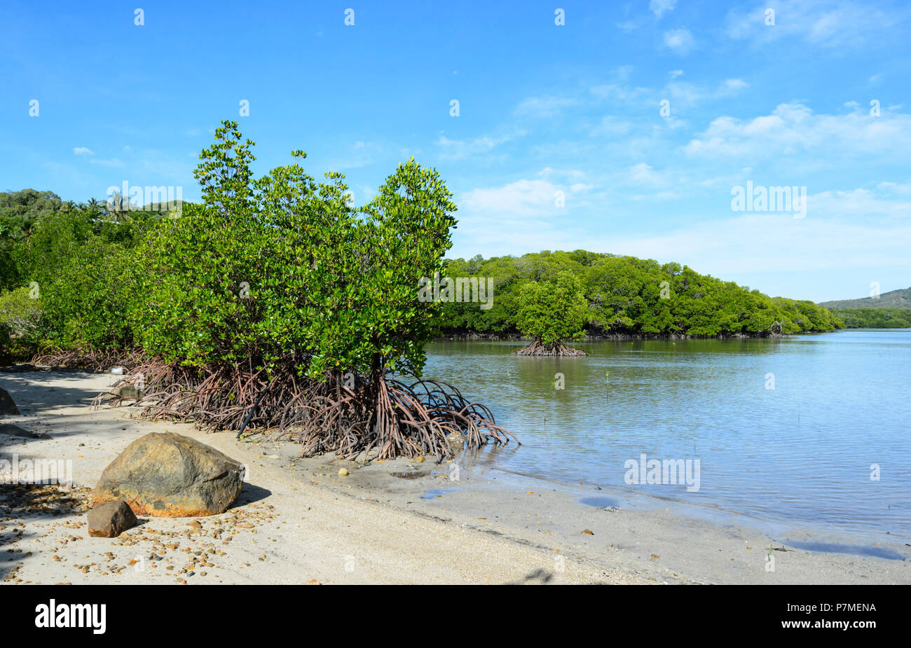 Costiera di alberi di mangrovie al Portland strade, Cape York Peninsula, estremo Nord Queensland, FNQ, QLD, Australia Foto Stock