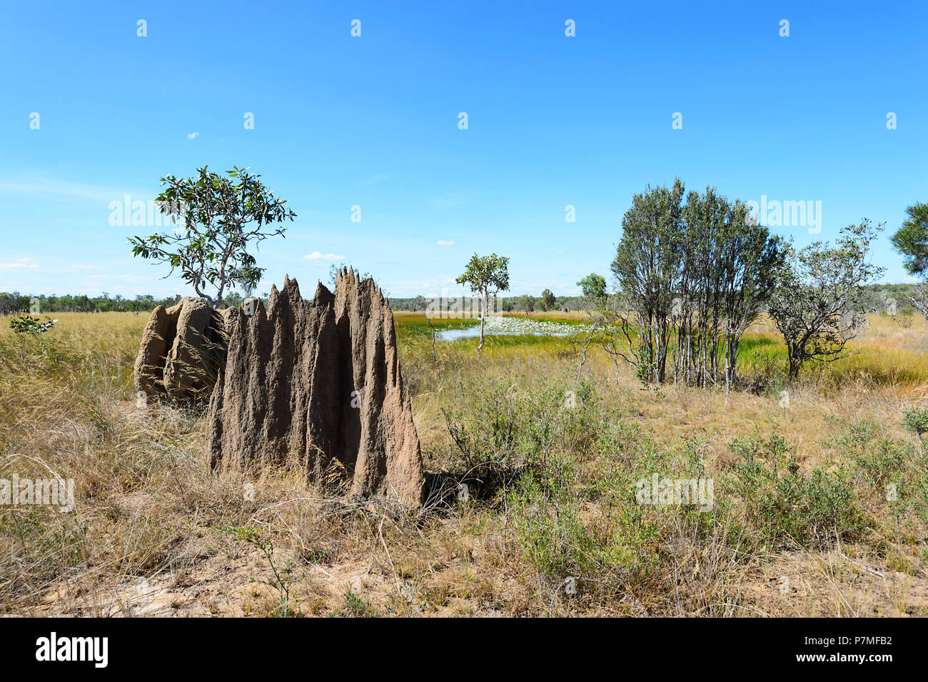 Vista di termite magnetico tumuli di fronte alle zone umide con ninfee, Cape York Peninsula, estremo Nord Queensland, FNQ, QLD, Australia Foto Stock