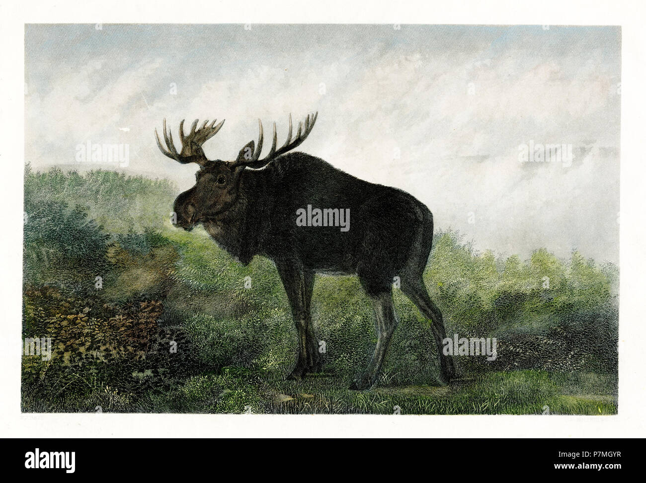 Moose <Alces alces>, Foto Stock