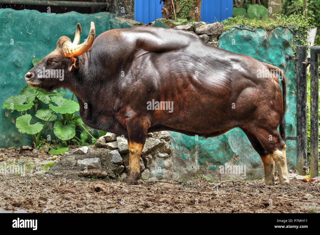 Muscolo puro (Indian Bison / Gaur) Foto Stock