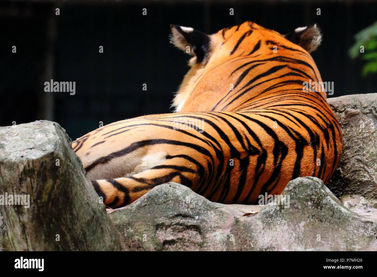 Tiger sul suo trono Foto Stock