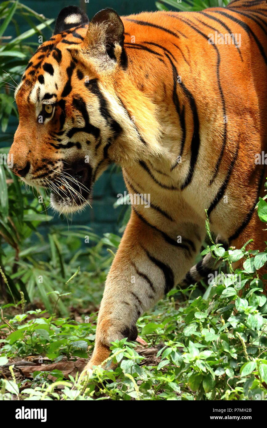 Minaccioso a piedi di una tigre Foto Stock
