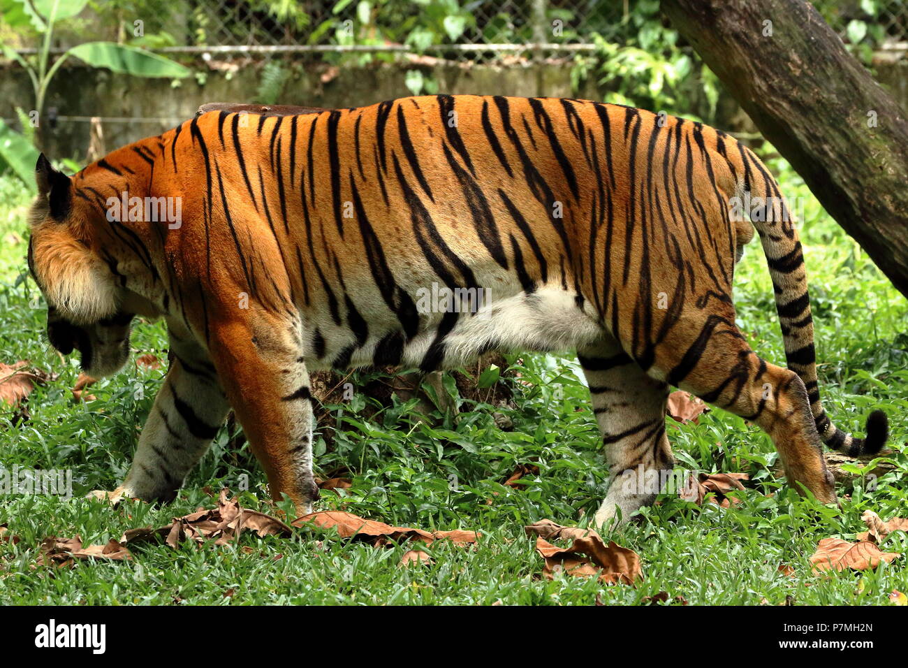 Minaccioso a piedi di una tigre Foto Stock