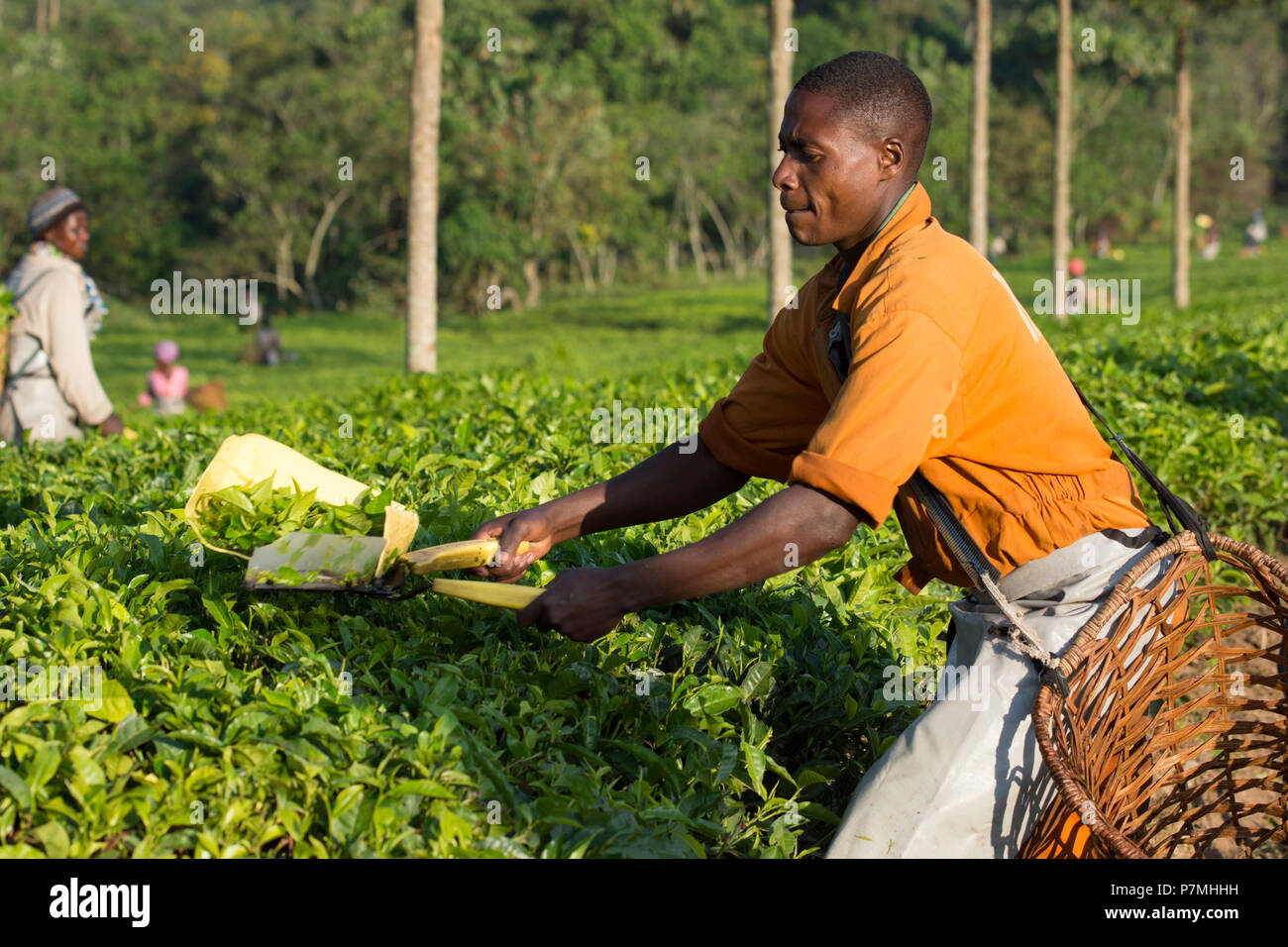 La raccolta del tè, l ugandese uomo raccoglie il tè nella regione di Ankole, Uganda Foto Stock