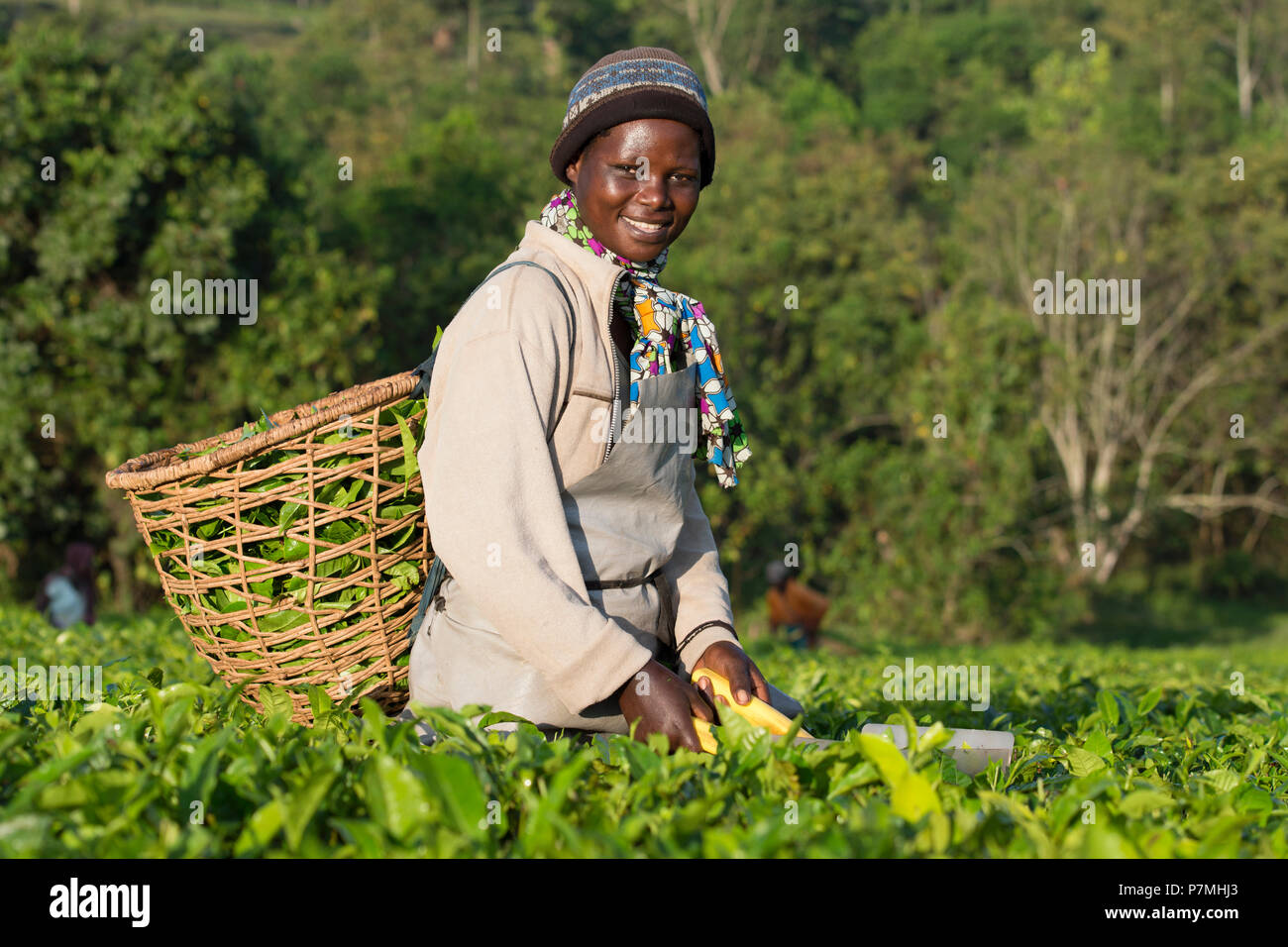 La raccolta del tè, Donna ugandese di raccolti di tè, raccogliendo le foglie di tè nella regione di Ankole, Uganda Foto Stock