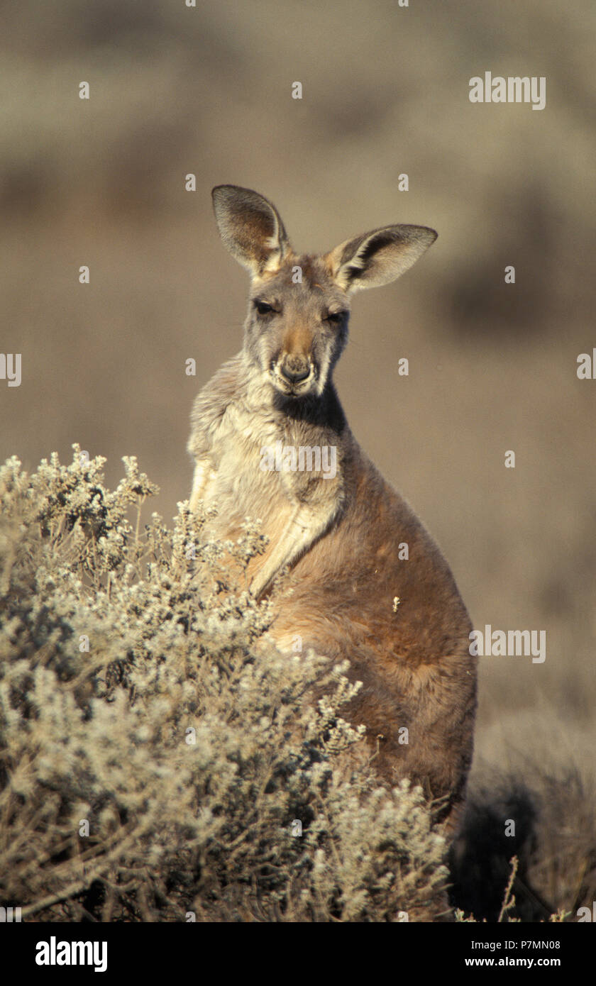 Grigio occidentale Canguro (MACROPUS FULIGINOSUS OCYDROMUS) NULLARBOR, Australia occidentale Foto Stock