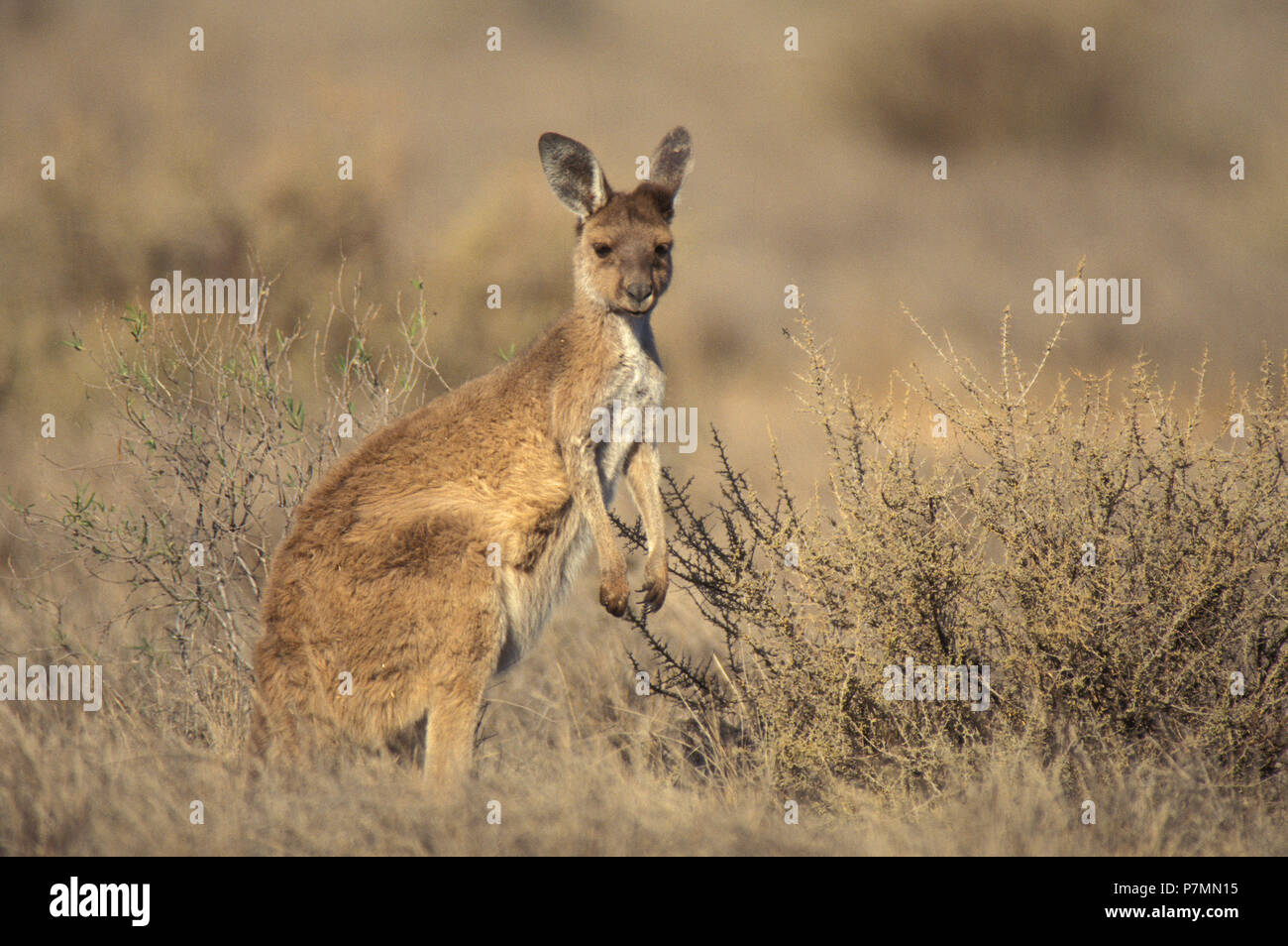 Grigio occidentale Canguro (MACROPUS FULIGINOSUS OCYDROMUS) NULLARBOR, Western Australia. Foto Stock