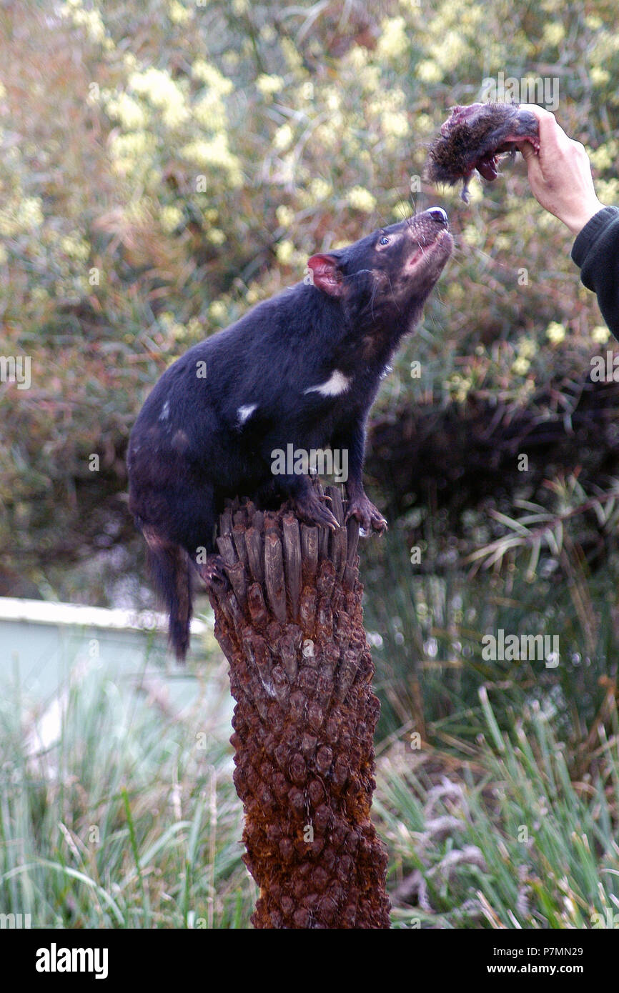 Diavolo della Tasmania (Sarcophilus harrisii) essendo alimentato a mano, Wildlife Park, Tasmania, Australia. Il diavolo è un simbolo iconico della Tasmania. Foto Stock