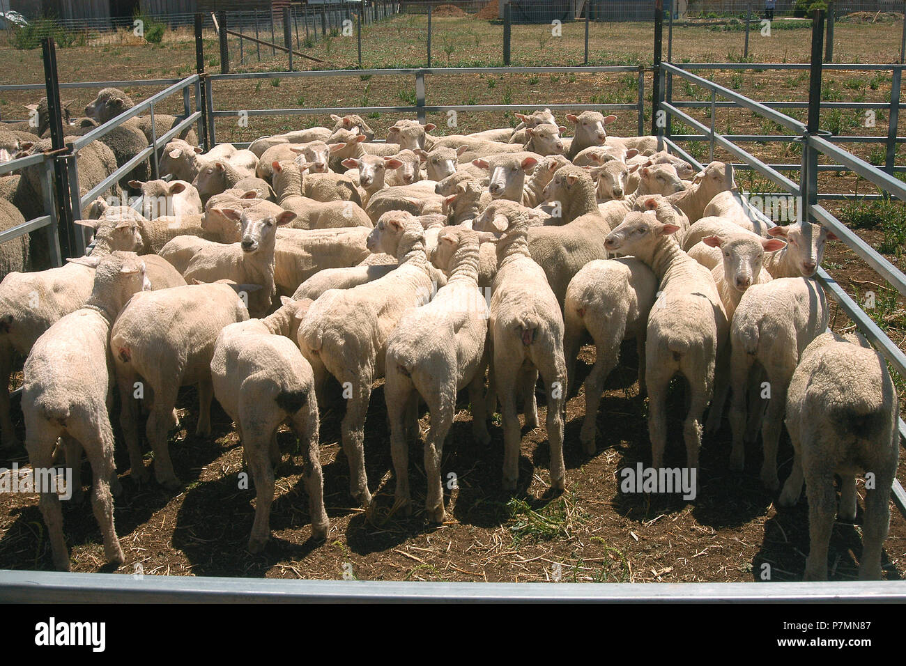 Pecore dopo mulesing, la rimozione delle strisce di lana-cuscinetto dalla pelle attorno alla culatta (glutei) di una pecora per evitare di volare sciopero. La Tasmania, Australia. Foto Stock