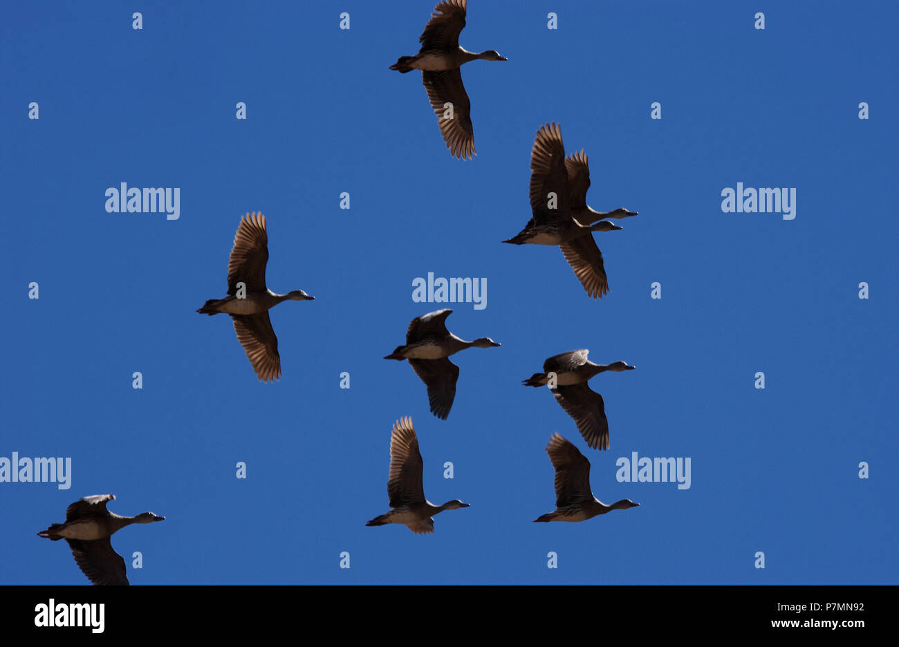 Le anatre fischianti o arboree sono una sottofamiglia, Dendrocigninae, della famiglia di uccelli anatidae, dell'oca e del cigno. Visto qui inflight contro un blu Foto Stock