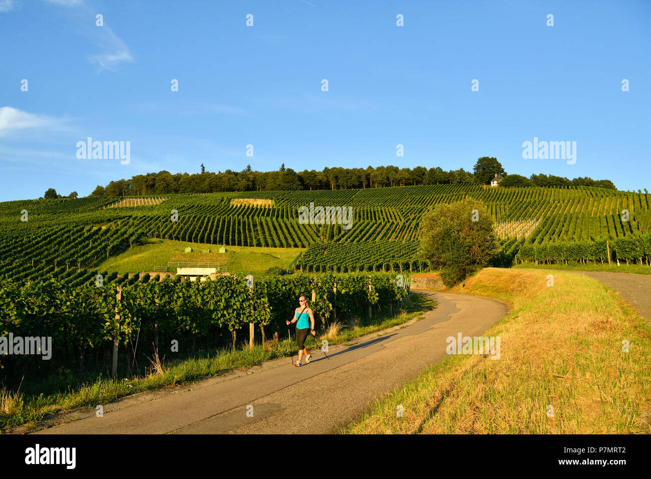 Germania, Baden-Württemberg, Foresta Nera (Schwarzwald), Baden-Baden, Baden-Badener Rebland regione vinicola, vigneto, Neuweier Foto Stock