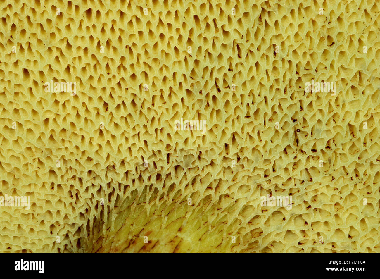 Tubi sul sotto il cappuccio di animali della specie bovina Bolete (Suillus bovinus) Foto Stock