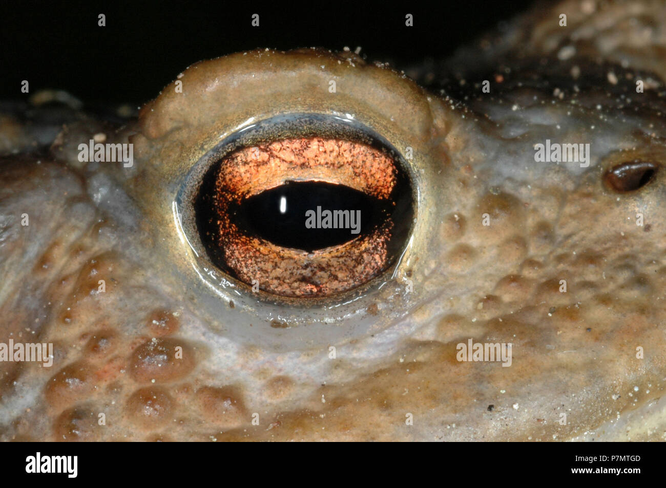Close up di occhio della politica europea comune in materia di Toad (Bufo bufo) Foto Stock