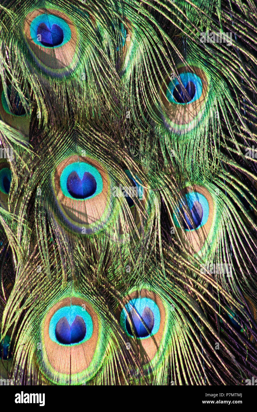 Parte superiore a coda di piume dissimulata di indiani Peafowl (Pavo cristatus) Foto Stock