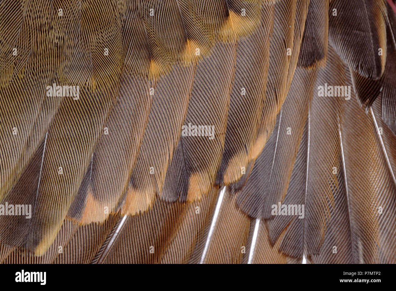 Piumaggio di canzone Trush (Turdus philomelos) Foto Stock