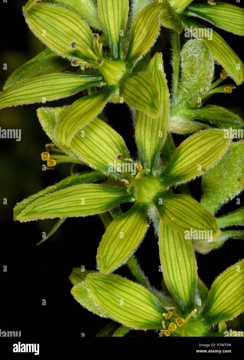 Dettaglio dei fiori di bianco veratro nero (Veratrum album) Foto Stock