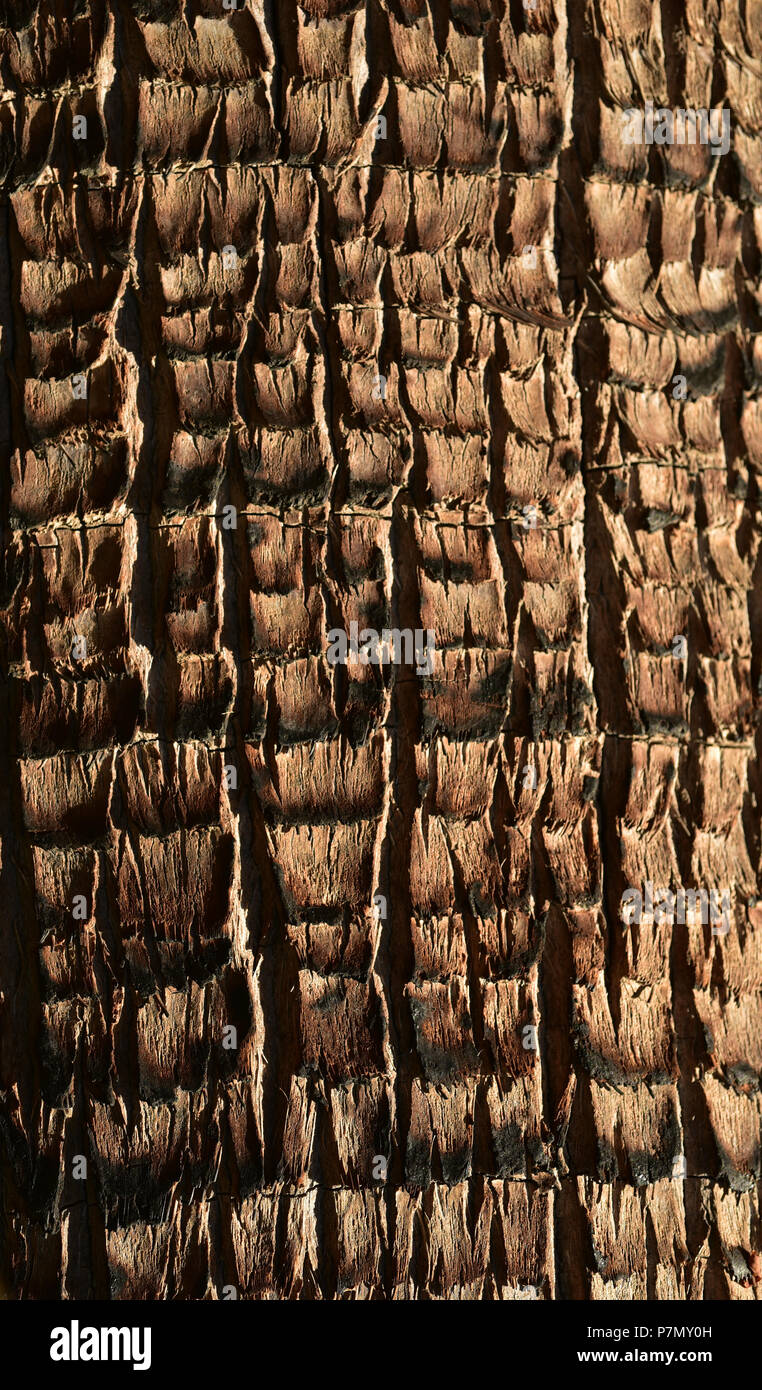 Close up dettaglio tropical Palm tree trunk texture di corteccia di pattern Foto Stock