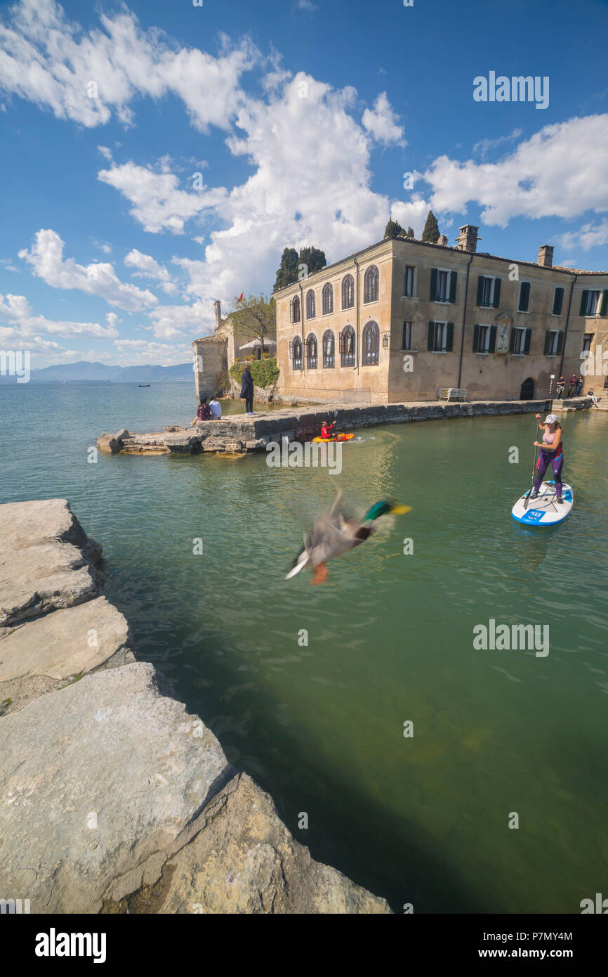 Un anatra in volo nel porticciolo di Punta San Vigilio , provincia di Verona, regione Veneto, Italia. Foto Stock