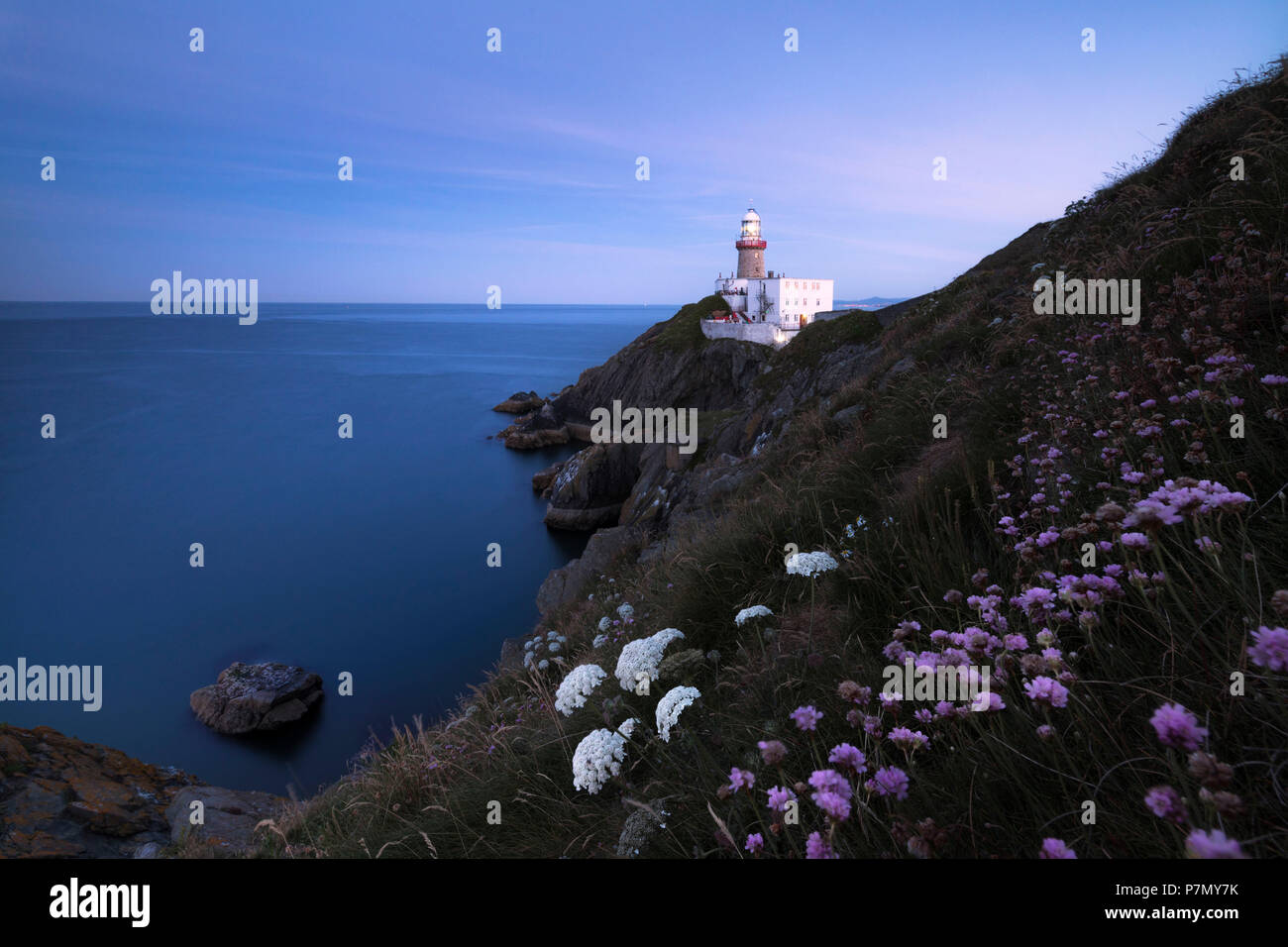 Fiori Selvatici con Baily Lighthouse in background, Howth, County Dublin, Irlanda Foto Stock