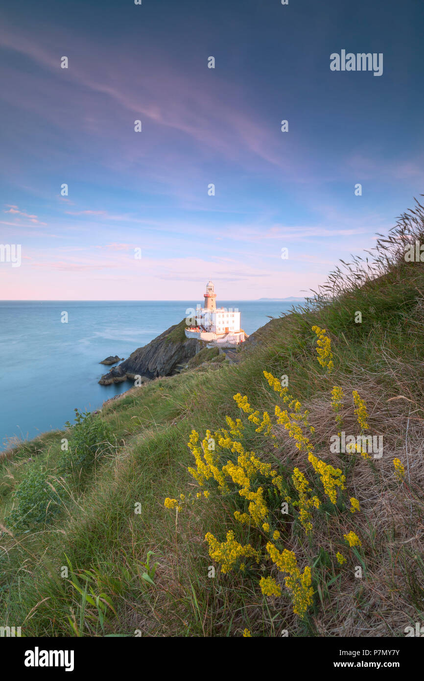 Fiori Selvatici con Baily Lighthouse in background, Howth, County Dublin, Irlanda Foto Stock