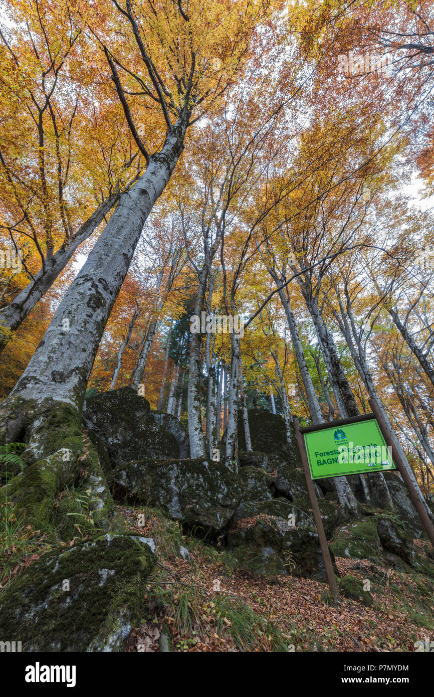 Alti alberi nella foresta dei Bagni di Masino durante l'autunno, Valmasino, Valtellina, provincia di Sondrio, Lombardia, Italia Foto Stock