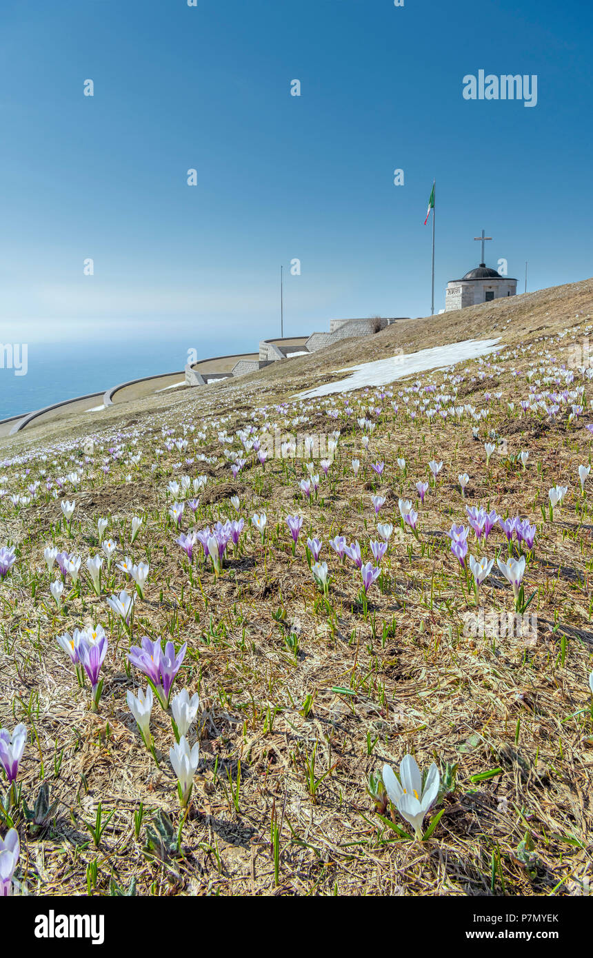 Monte Grappa, provincia di Vicenza, Veneto, Italia, Europa, Crocus blossom sulla vetta del Monte Grappa, dove vi è un monumento militare. Foto Stock