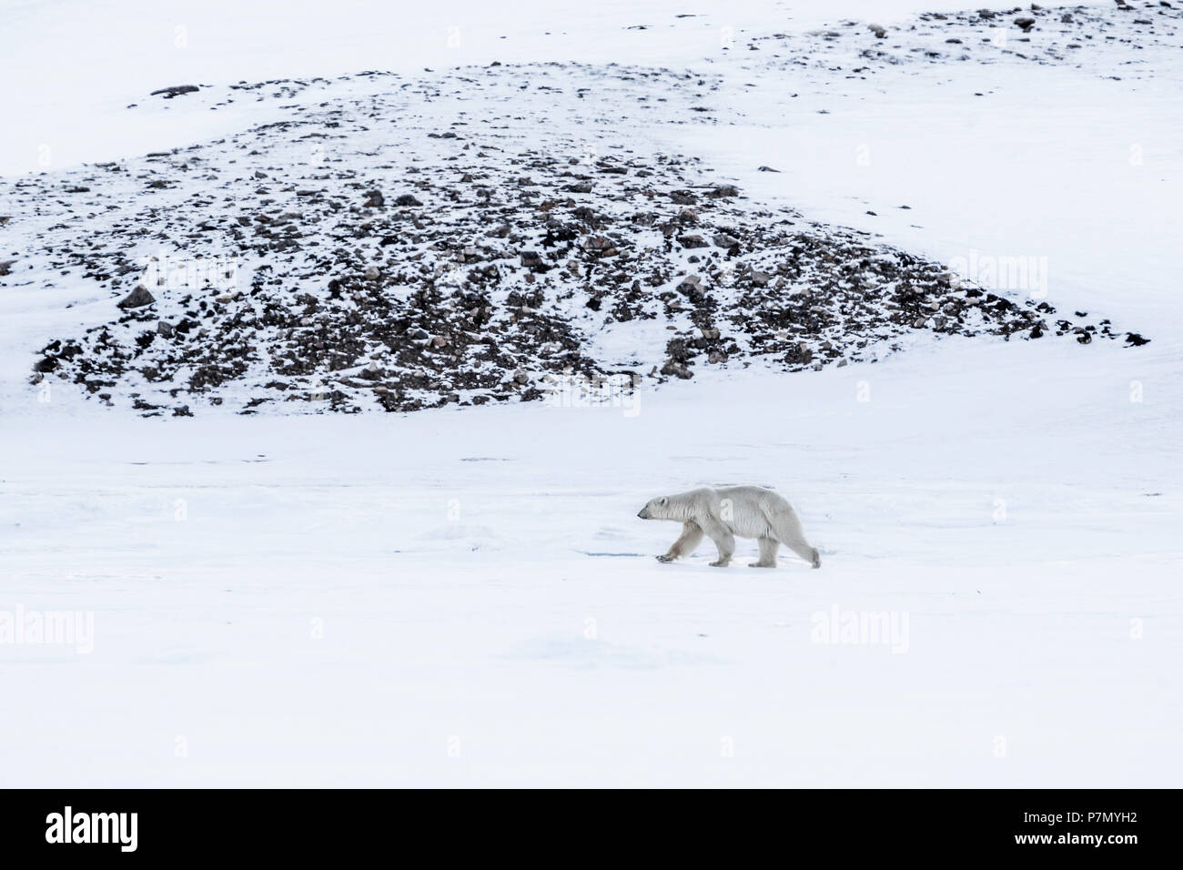 Orso polare in Billefjorden, Western Spitsbergen, Svalbard Foto Stock