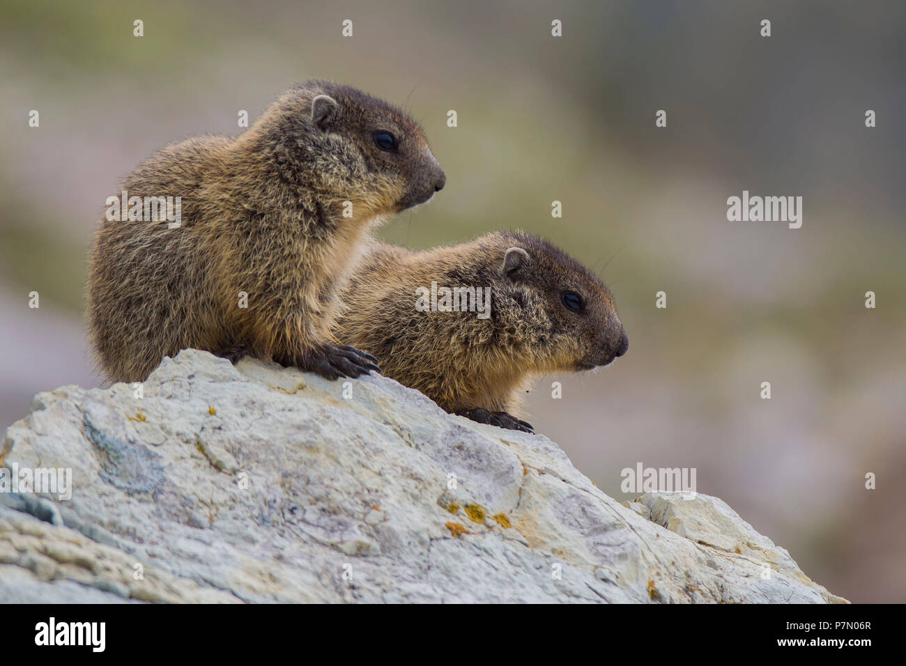 Giovani marmotte sulla roccia, alpi italiane, Piemonte, Italia, Europa Foto Stock