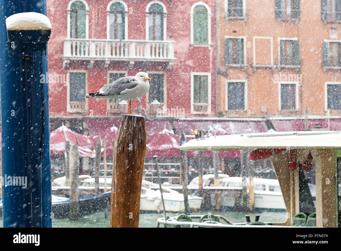 Un gabbiano su un palo in Canal Grande durante una nevicata, Venezia, Veneto, Italia Foto Stock
