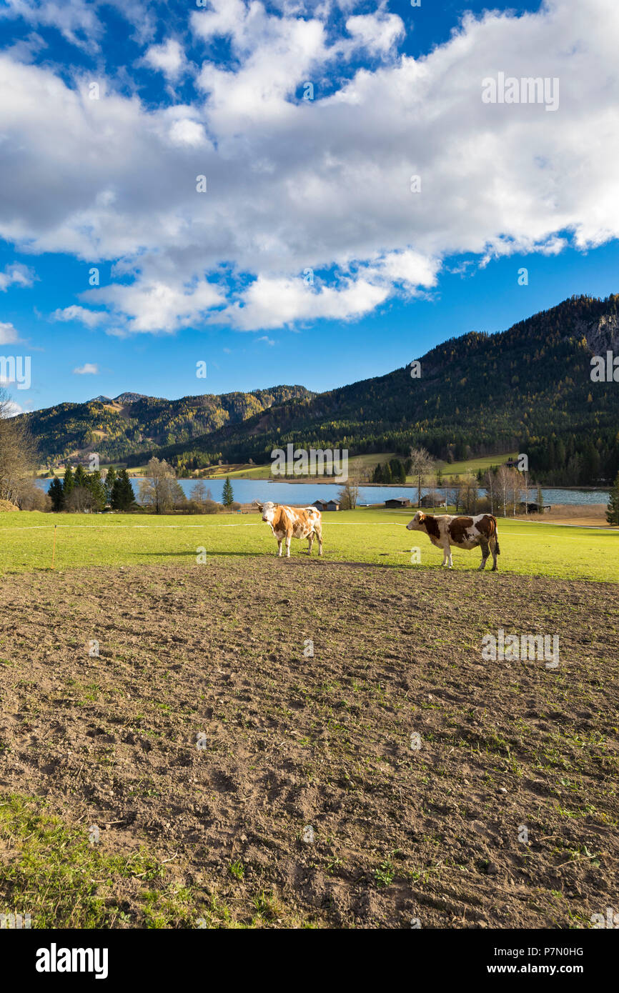 Le mucche al pascolo sul prato vicino al lago di Weissensee, Spittal an der Drau District, Carinzia, Austria, Europa Foto Stock