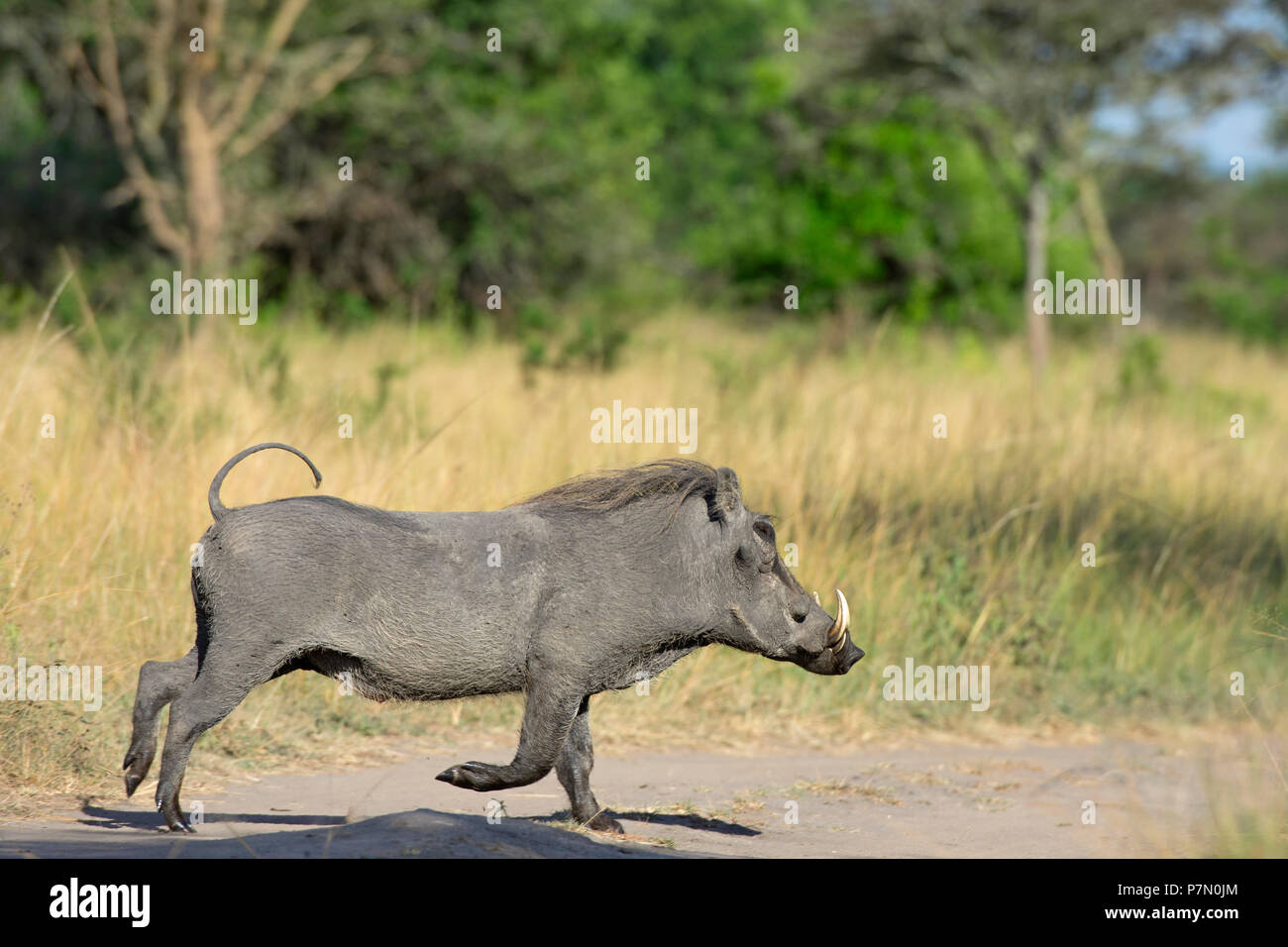 Warthog, Lago Mburo National Park, Uganda, Africa orientale Foto Stock
