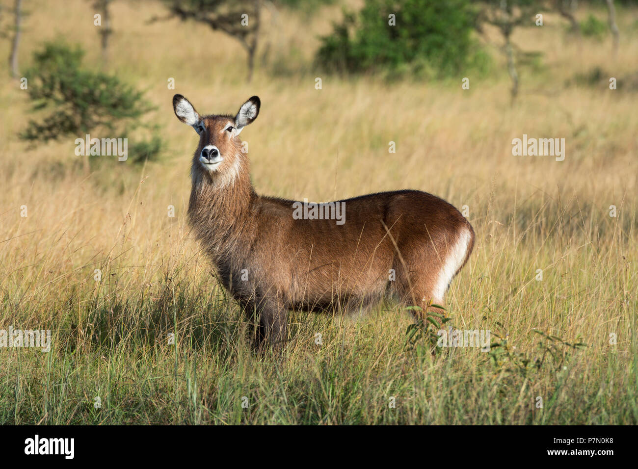 Waterbuck, Kobus ugandese Defassa, Queen Elizabeth National Park, Uganda, Africa orientale Foto Stock