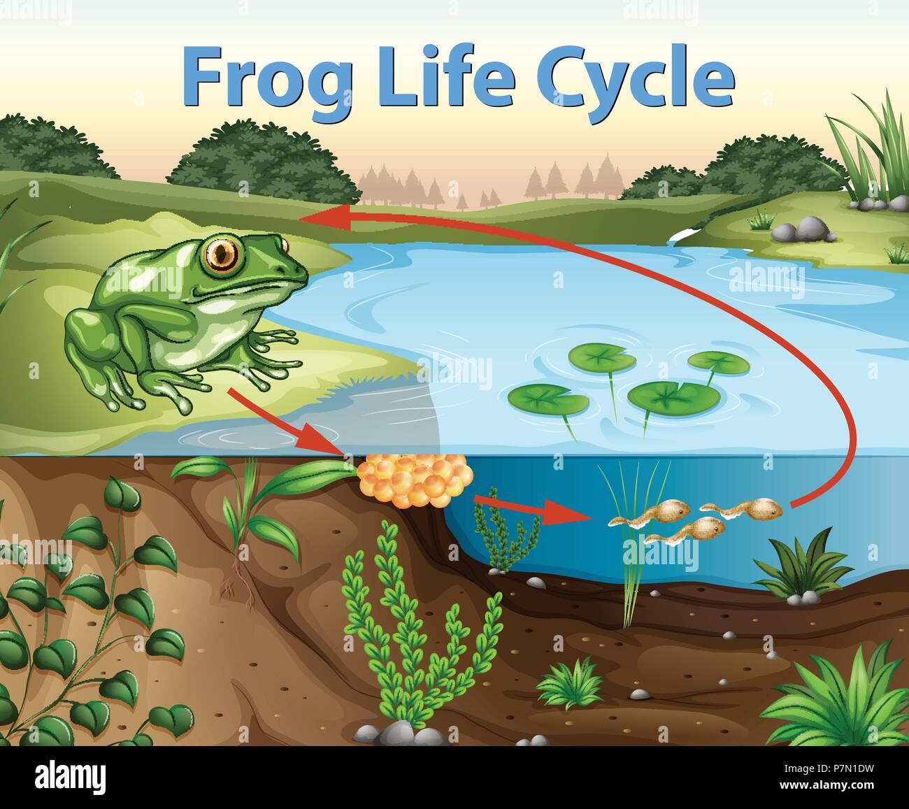 La scienza della vita di rana illustrazione del ciclo Illustrazione Vettoriale