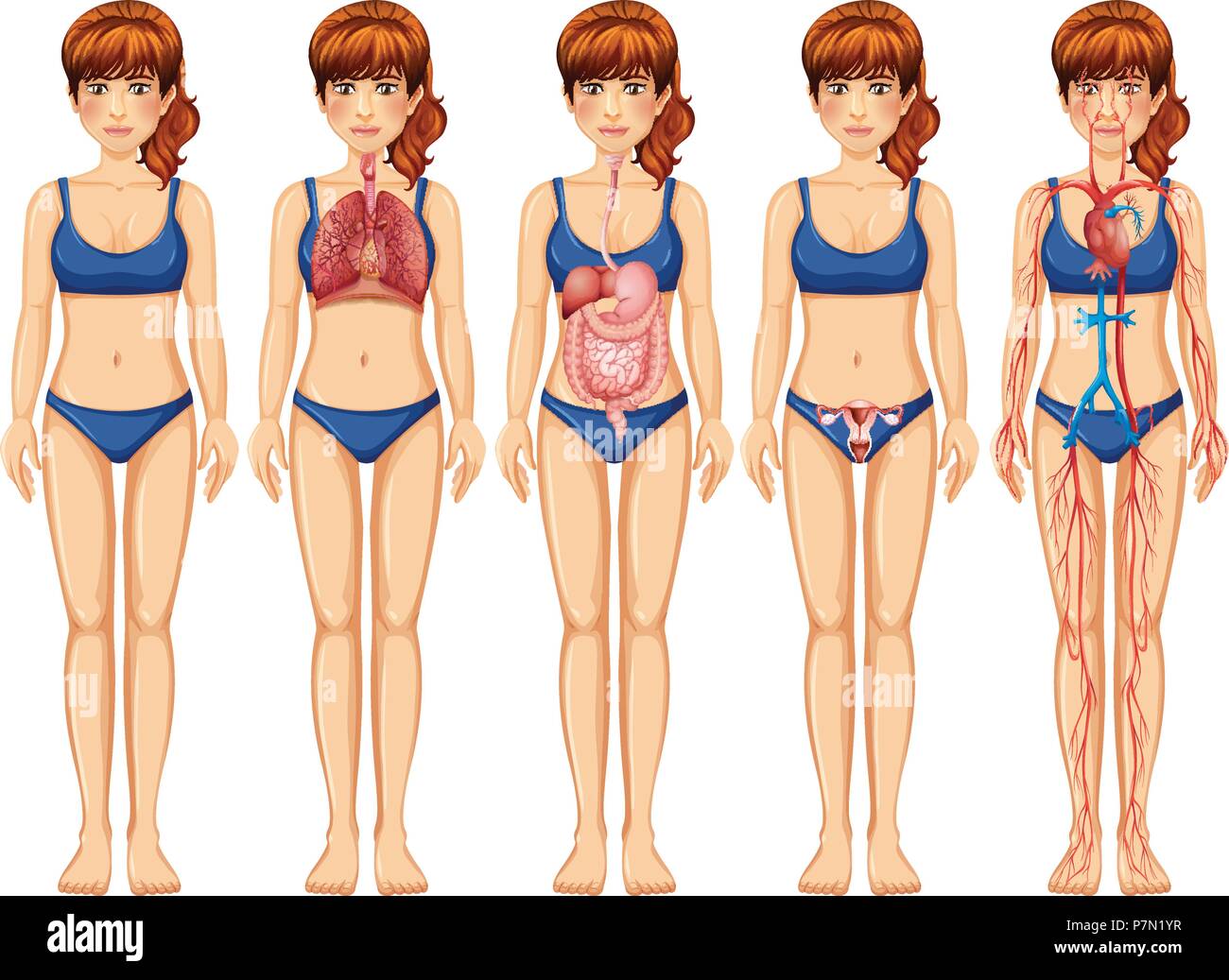 Un corpo di donna e anatomia illustrazione Illustrazione Vettoriale