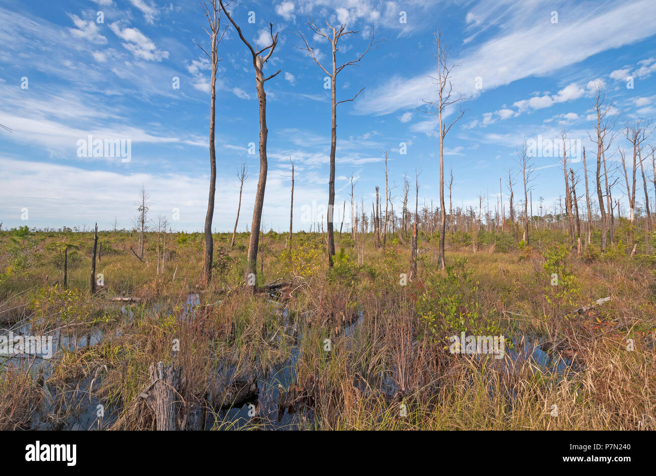 Prairie nel Okefenokee Swamp in Georgia Foto Stock